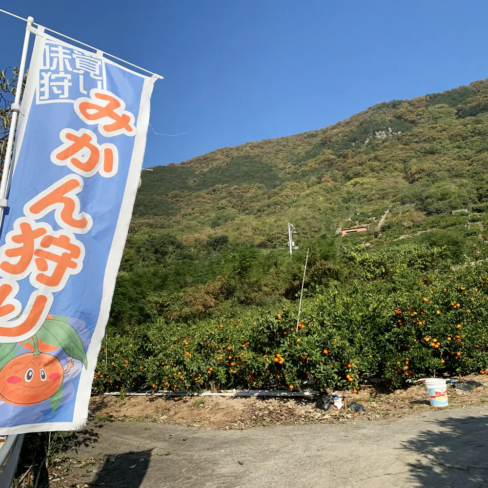 畑の入口に立つ「みかん狩り」ののぼりと、その先に広がる園地