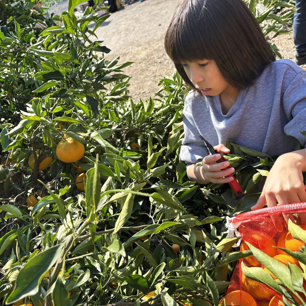 斜面の畝を上がりながら収穫するご家族