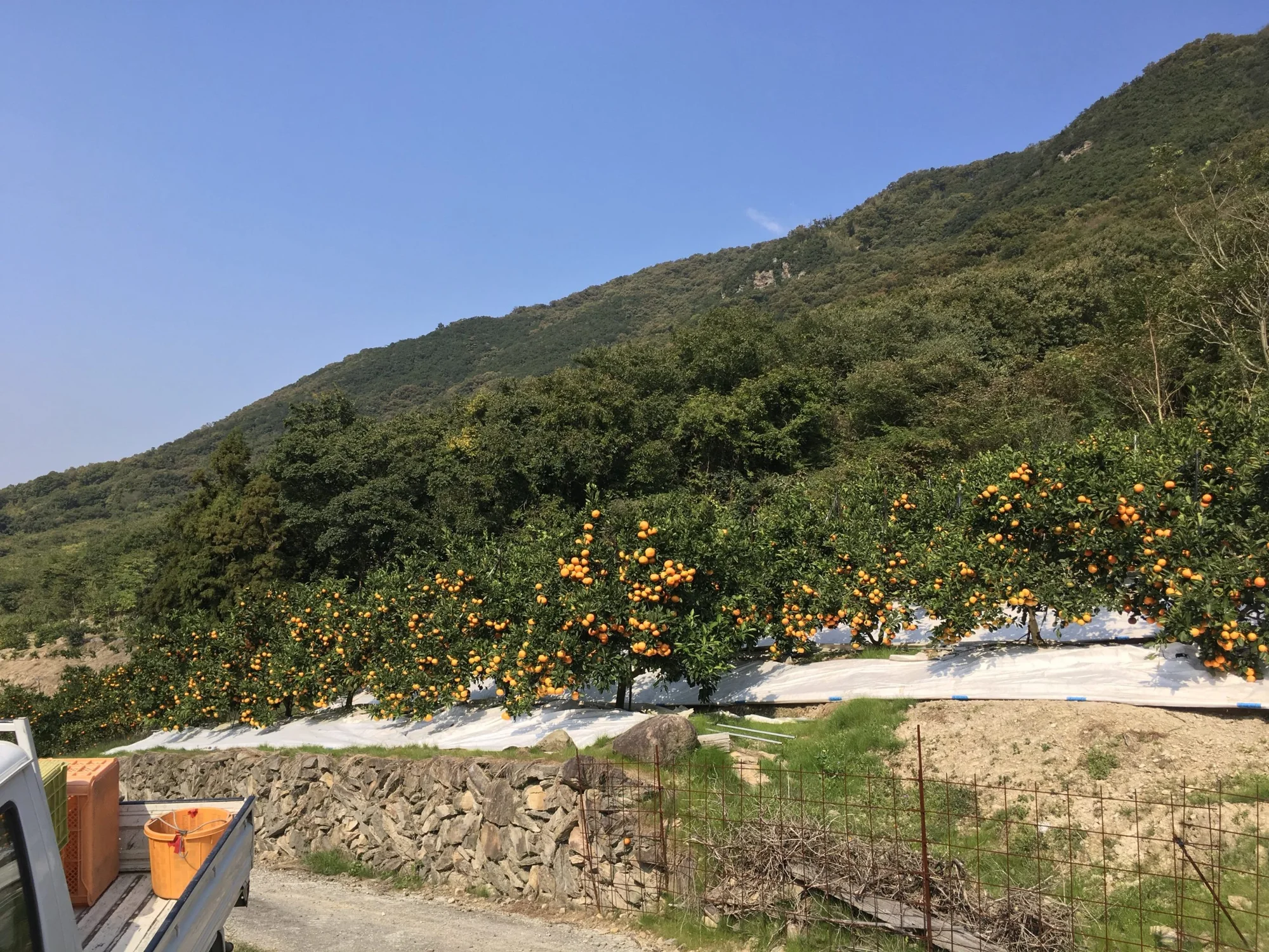 木の列のあいだに敷かれた白い反射シート