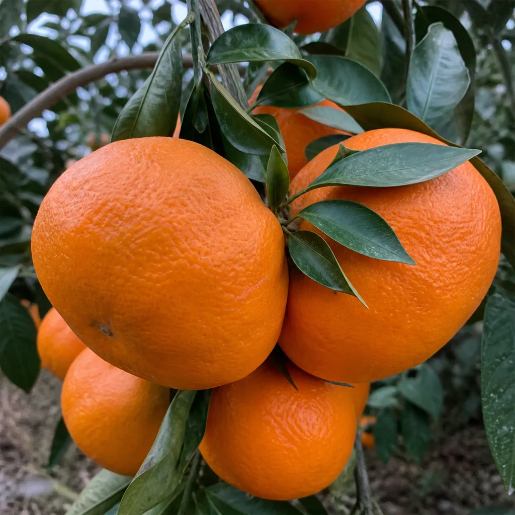 枝についた青島晩生みかん