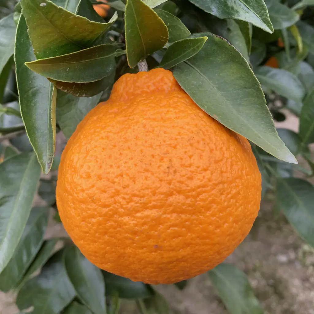 枝についた不知火