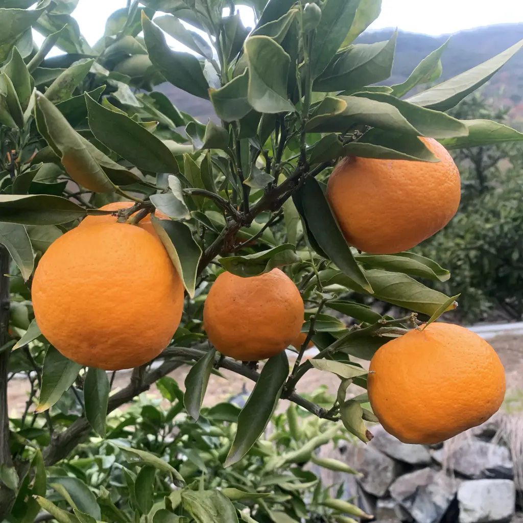 枝についたゆら早生みかん